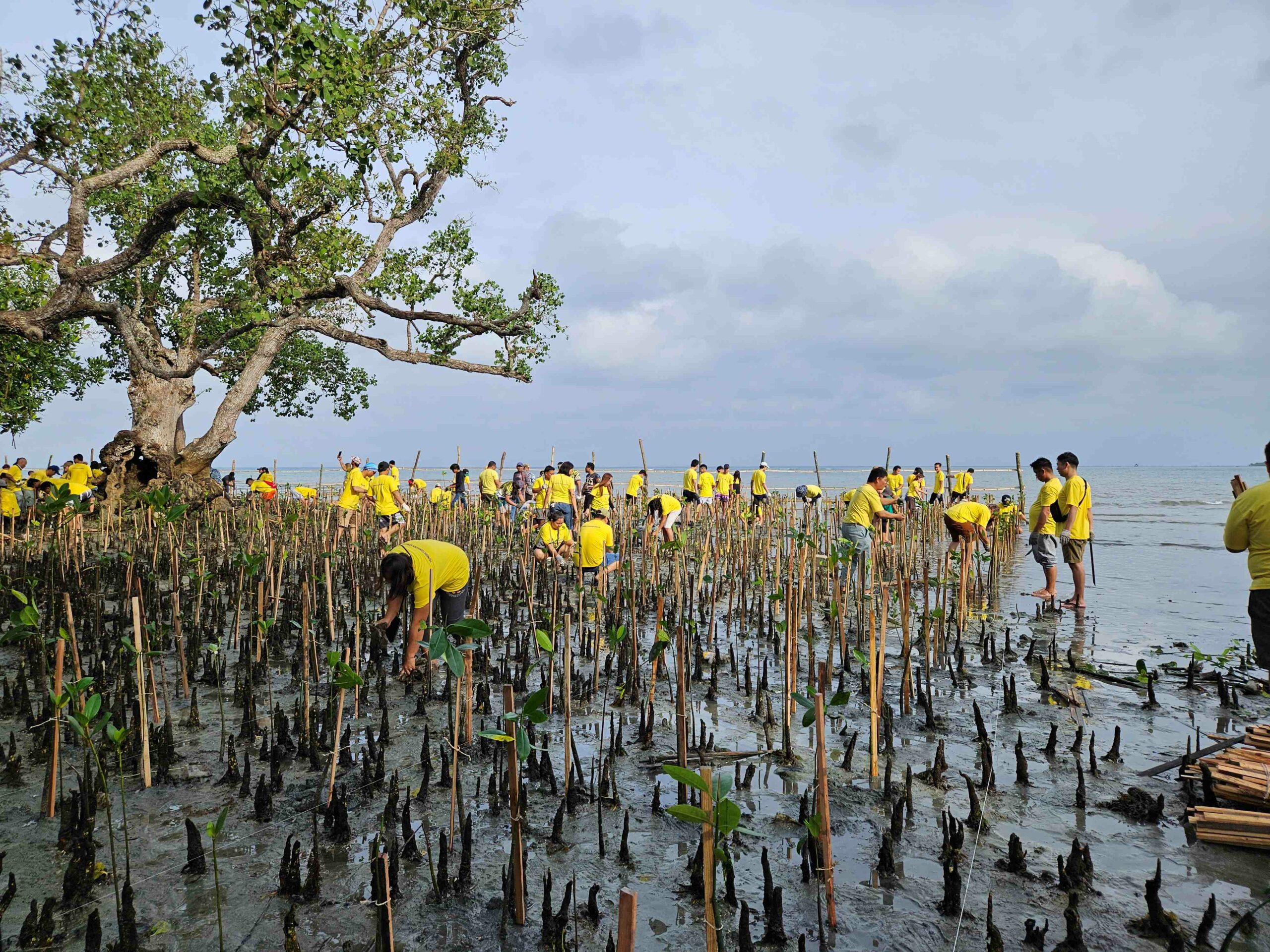 Environmental Protection Activities Marking the 15th Year ‐Mangrove Tree Planting at TSUNEISHI's Philippines Factory‐