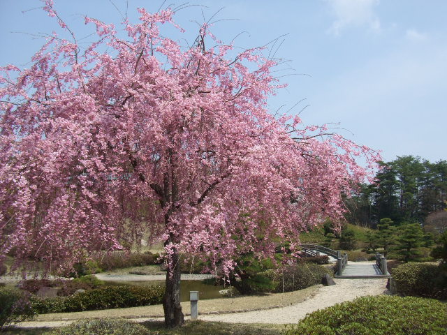 美しい枝垂桜の下で一服。春を愉しんでみませんか。
